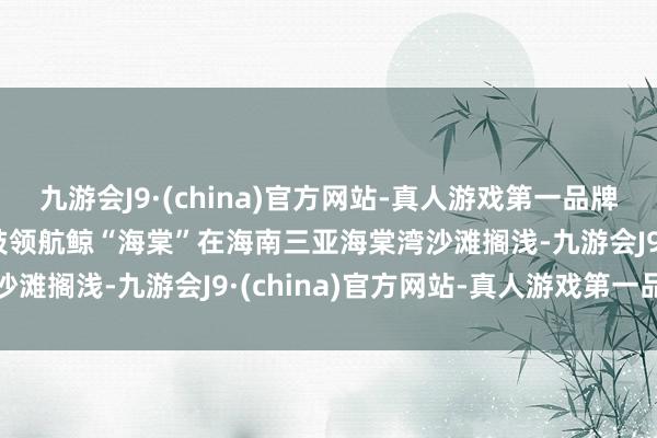 九游会J9·(china)官方网站-真人游戏第一品牌aj九游会官网受伤的短肢领航鲸“海棠”在海南三亚海棠湾沙滩搁浅-九游会J9·(china)官方网站-真人游戏第一品牌